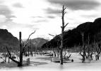Ibanez-Fluss, Chile. Die Bäume wurden 1991 beim Ausbruch des Vulkans Hudson zerstört.