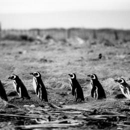 Magellan-Pinguine, Isla Madgalena, Chile